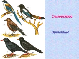 Классификация животных (основные систематические группы), слайд 12