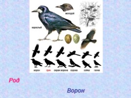 Классификация животных (основные систематические группы), слайд 13