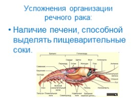 Класс Ракообразные - Общая характеристика класса, слайд 14