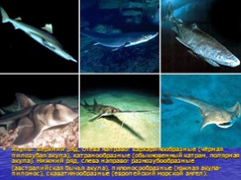 Класс Хрящевые рыбы: акулы и скаты - Класс Костные рыбы: хрящекостные, кистепёрые, двоякодышащие и лучепёрые, слайд 7