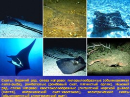 Класс Хрящевые рыбы: акулы и скаты - Класс Костные рыбы: хрящекостные, кистепёрые, двоякодышащие и лучепёрые, слайд 8