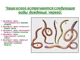 Кольчатые черви, слайд 7