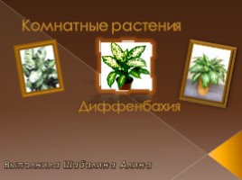 Комнатные растения «Диффенбахия», слайд 1