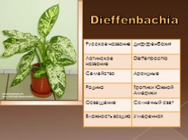 Комнатные растения «Диффенбахия», слайд 2