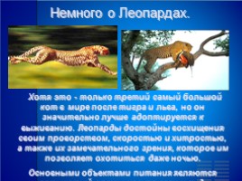 Красная книга России «Дальневосточный леопард», слайд 3