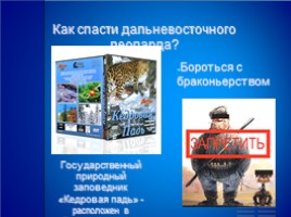 Красная книга России «Дальневосточный леопард», слайд 5
