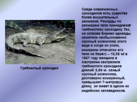 Крокодилы: свирепые и коварные, слайд 3
