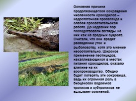 Крокодилы: свирепые и коварные, слайд 7