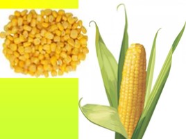 Культурные растения «Кукуруза», слайд 14