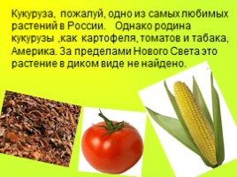 Культурные растения «Кукуруза», слайд 6