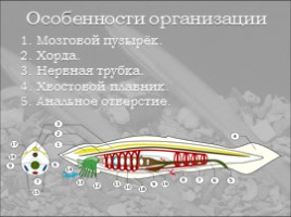 Ланцетник, слайд 5