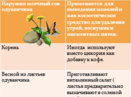 Лекарственные растения, слайд 23