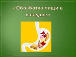 Лекция по теме «Пищеварение», слайд 14