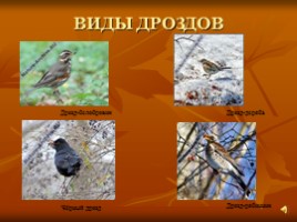 Лесные птицы, слайд 13
