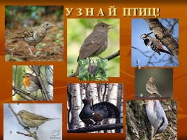 Лесные птицы, слайд 24