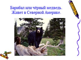 Окружающий мир 1 класс «Медведь - хозяин леса», слайд 11