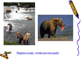 Окружающий мир 1 класс «Медведь - хозяин леса», слайд 4
