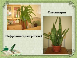Воспитательное занятие с использованием метода проектов «Мир комнатных растений», слайд 30