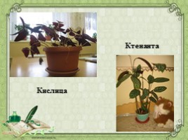 Воспитательное занятие с использованием метода проектов «Мир комнатных растений», слайд 31
