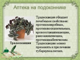 Воспитательное занятие с использованием метода проектов «Мир комнатных растений», слайд 44