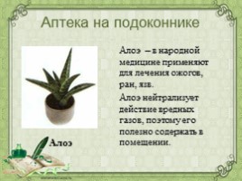 Воспитательное занятие с использованием метода проектов «Мир комнатных растений», слайд 45