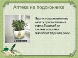 Воспитательное занятие с использованием метода проектов «Мир комнатных растений», слайд 47