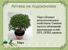 Воспитательное занятие с использованием метода проектов «Мир комнатных растений», слайд 50