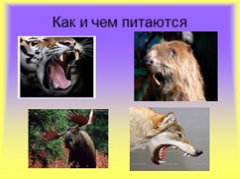Млекопитающие, слайд 5