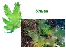Многообразие водорослей, слайд 13