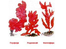 Многообразие водорослей, слайд 26