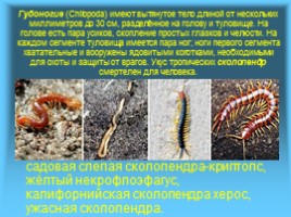 Многообразие и значение насекомых в биоценозах, слайд 3