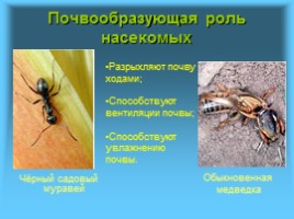 Многообразие и значение насекомых в биоценозах, слайд 5