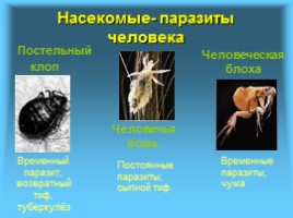 Многообразие и значение насекомых в биоценозах, слайд 7