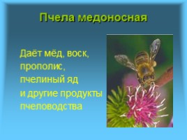 Многообразие и значение насекомых в биоценозах, слайд 8