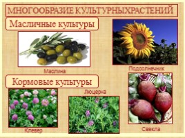 Многообразие культурных растений, слайд 8