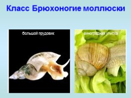 Многообразие моллюсков, слайд 3