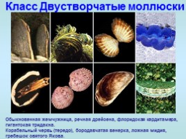Многообразие моллюсков, слайд 4