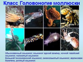 Многообразие моллюсков, слайд 5