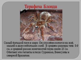 Многообразие паукообразных, слайд 10