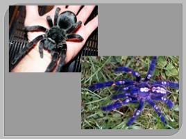 Многообразие паукообразных, слайд 13