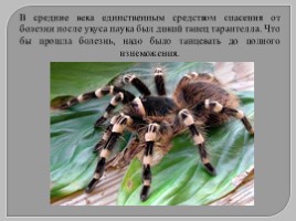 Многообразие паукообразных, слайд 15