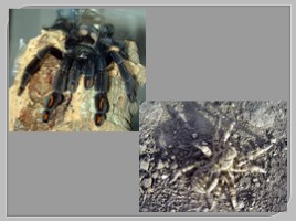Многообразие паукообразных, слайд 16
