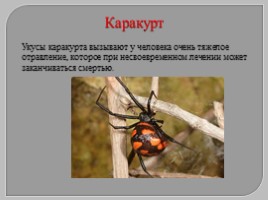 Многообразие паукообразных, слайд 18