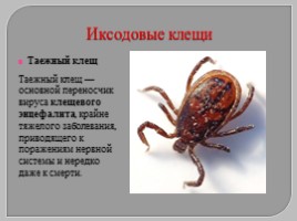Многообразие паукообразных, слайд 27