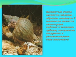 Моллюски: виды и описание, слайд 10