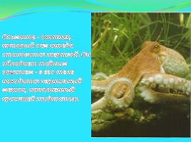 Моллюски: виды и описание, слайд 3