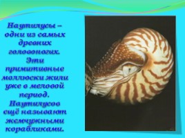 Моллюски: виды и описание, слайд 5