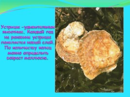 Моллюски: виды и описание, слайд 7