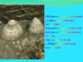Моллюски: виды и описание, слайд 8