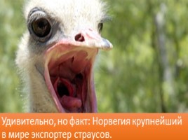 Немного о Норвегии, слайд 15